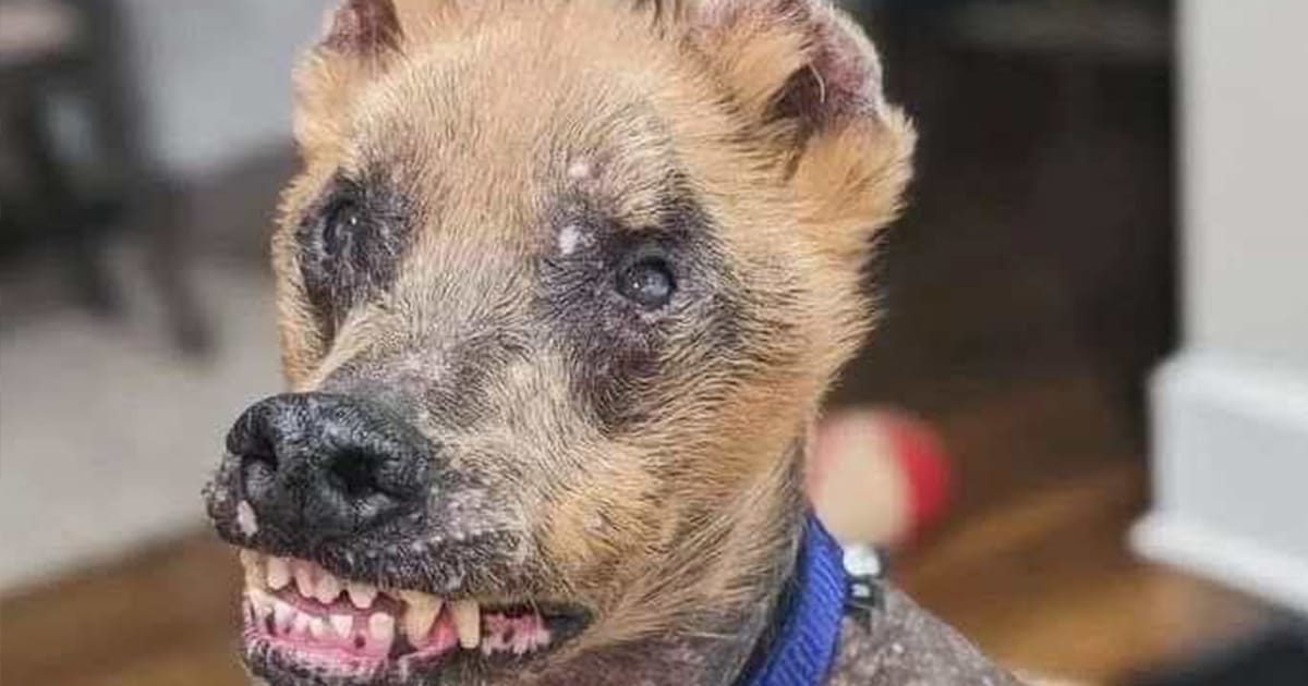 No one wanted to adopt this ”ugly” dog – until one woman made a bold decision