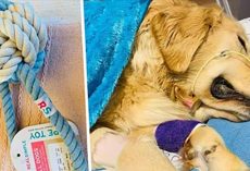 Heartbroken owner issues stern warning after her dog dies from chewing this dog toy