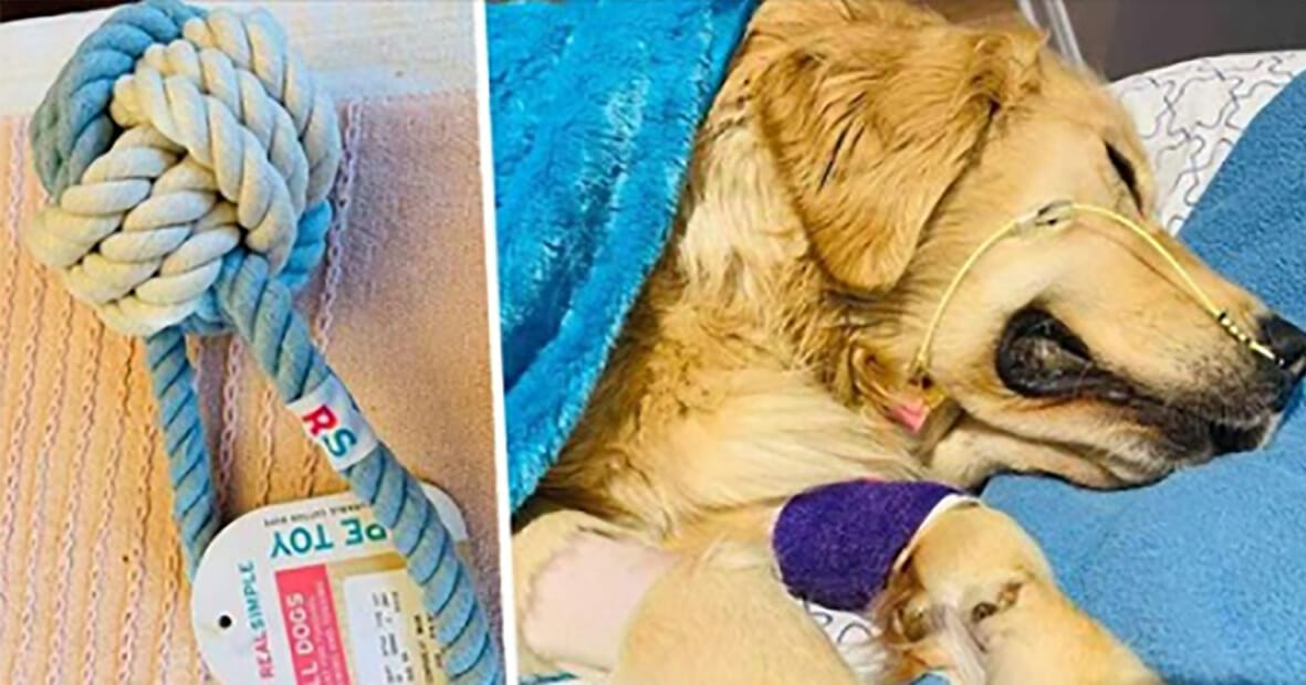 Heartbroken owner issues stern warning after her dog dies from chewing this dog toy