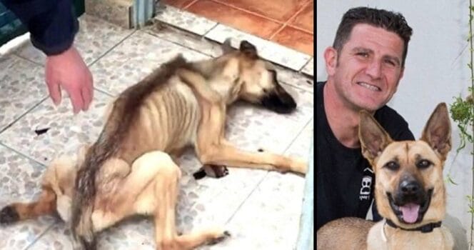 After 10 months of starvation, dog is saved and undergoes a total transformation