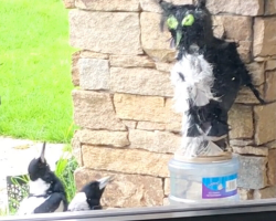 Man Builds Fake Owl To Scare Off Birds — They Start ‘Worshipping’ It Instead