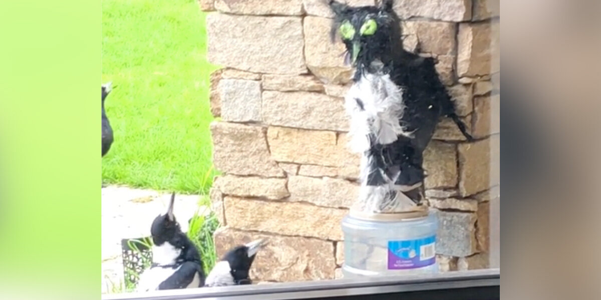 Man Builds Fake Owl To Scare Off Birds — They Start ‘Worshipping’ It Instead