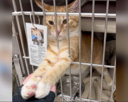 Shelter Cat Reaches Out to Hold Hands — And It Changes His Life