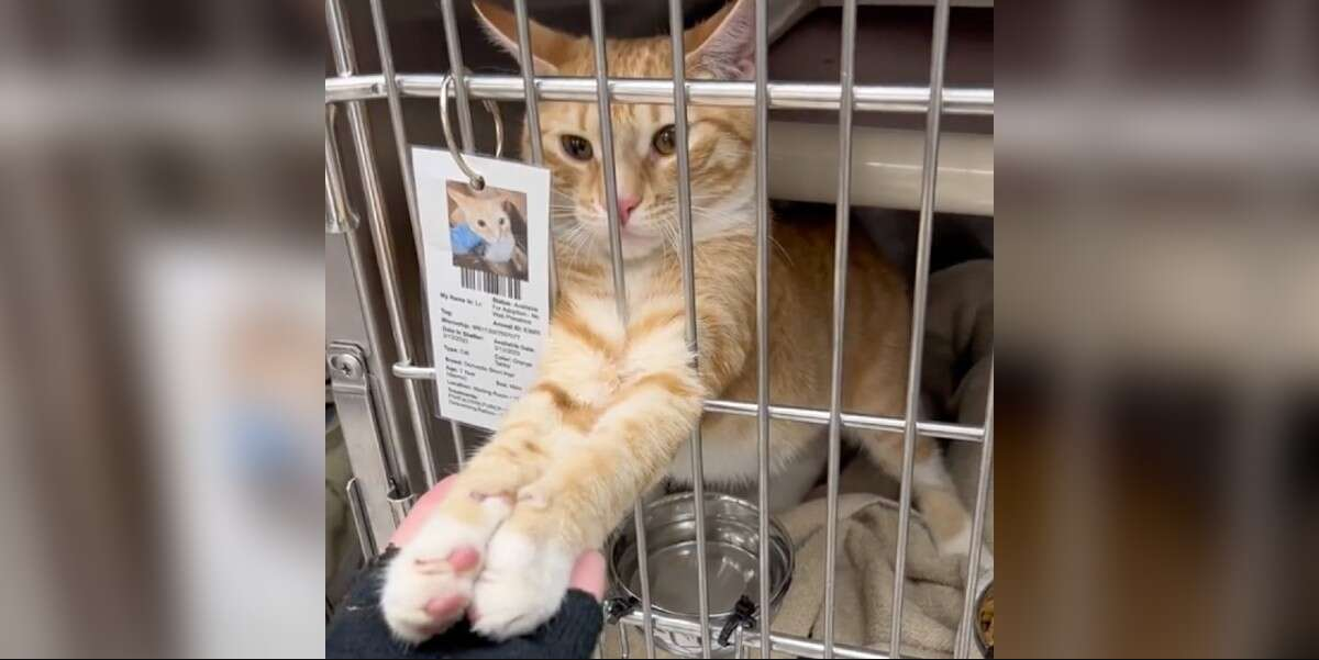 Shelter Cat Reaches Out to Hold Hands — And It Changes His Life