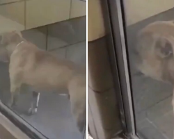 Dog Who Cried In His Shelter Kennel Can’t Stop Smiling On His Ride To Freedom
