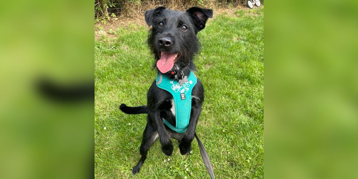 Dog Taken To Be Euthanized Because He Barked Gets A Second Chance Just In Time