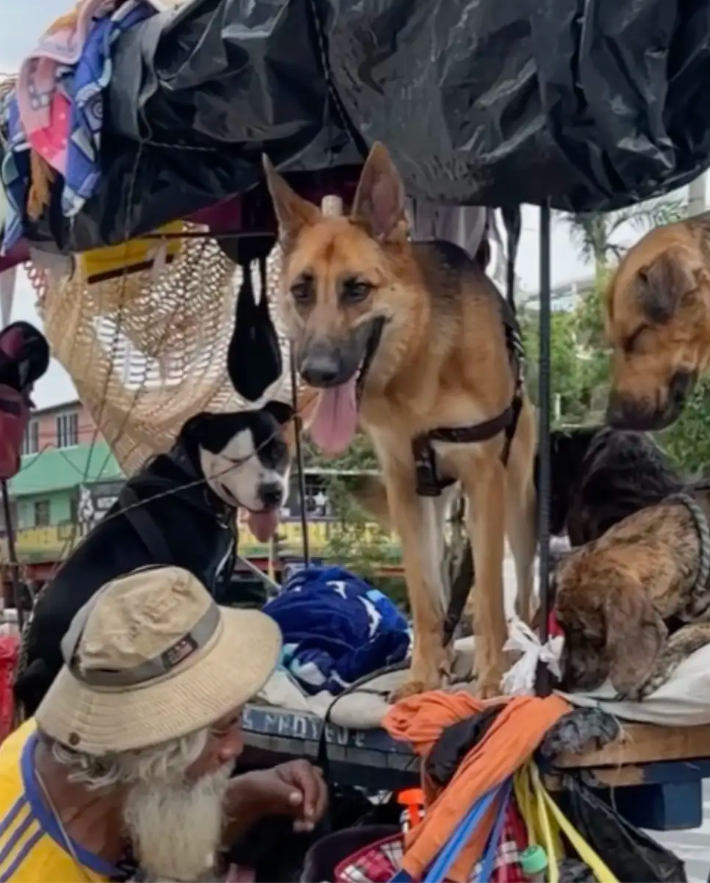 Man Living on the Streets Opens His Heart to Every Stray Dog He Meets