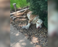 Starving Stray Collapsed Under a Bush — Then Everything Changed
