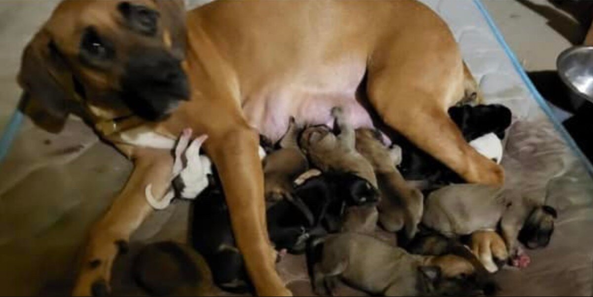 Mama Dog Dumped for Having ‘Too Many Puppies’ Finds Compassion and a Second Chance
