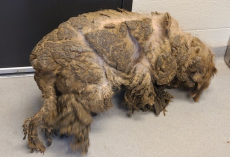 Dog So Matted His Face Was Hidden Finally Gets a Fresh Start — And Can’t Stop Smiling