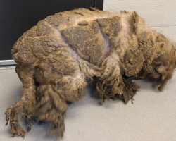 Dog So Matted His Face Was Hidden Finally Gets a Fresh Start — And Can’t Stop Smiling