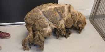 Dog So Matted His Face Was Hidden Finally Gets a Fresh Start — And Can’t Stop Smiling