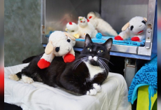 Shelter Cat Comforts Herself With Stuffed Lambs While She Waits for a Home