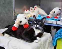 Shelter Cat Comforts Herself With Stuffed Lambs While She Waits for a Home
