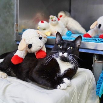 Shelter Cat Comforts Herself With Stuffed Lambs While She Waits for a Home