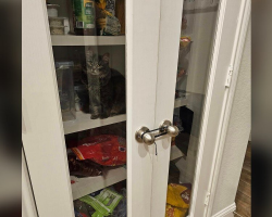 Family Ties Pantry Shut To Keep Cat Out — But She Still Finds a Way In