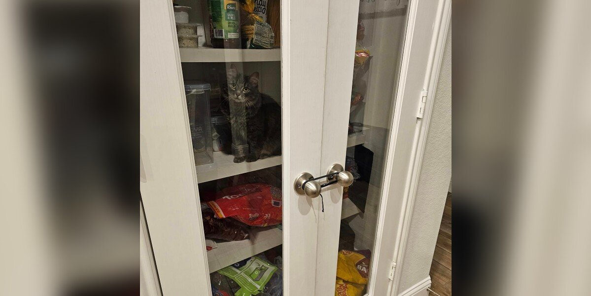 Family Ties Pantry Shut To Keep Cat Out — But She Still Finds a Way In