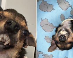 Rescue Dog With a Vampire Grin Loves to Show Affection — One Gentle Nibble at a Time