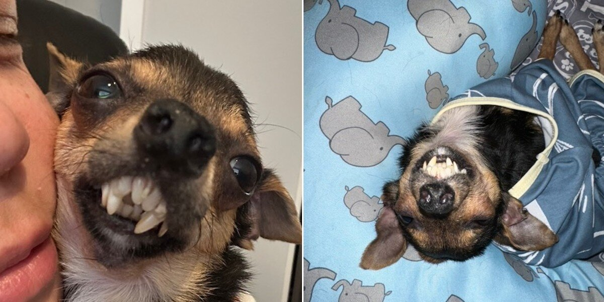 Rescue Dog With a Vampire Grin Loves to Show Affection — One Gentle Nibble at a Time