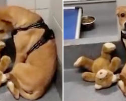 Scared Shelter Dog Won’t Let Go of Her Teddy Bear — It’s the Last Piece of Home She Has