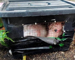Strange-Looking Animal Found Trapped in Box Turns Out to Be a Dog in Desperate Need