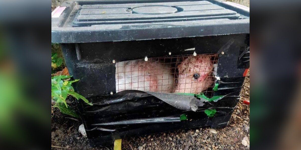 Strange-Looking Animal Found Trapped in Box Turns Out to Be a Dog in Desperate Need