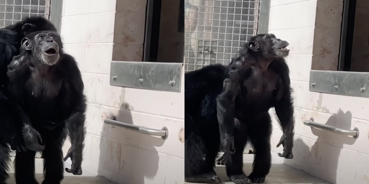 Chimpanzee Rescued From Lab Is Mesmerized When She Sees the Sky for the First Time