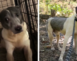 Rescue Dog Feels Sunlight For The First Time After 15 Years In a Cage