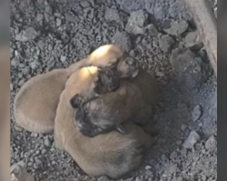 Pile Of Newborn Puppies Found Huddled On Frozen Ground Trying To Survive