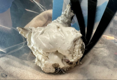 Emergency Vets Couldn’t Believe What They Found Under All That Foam