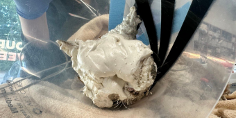 Emergency Vets Couldn’t Believe What They Found Under All That Foam