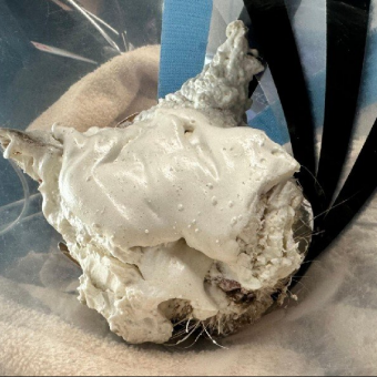 Emergency Vets Couldn’t Believe What They Found Under All That Foam