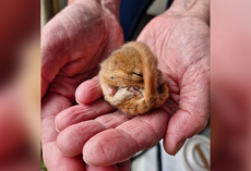 Tiny Rescued Dormouse Sleeps for 102 Days Before Finally Waking Up