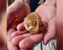 Tiny Rescued Dormouse Sleeps for 102 Days Before Finally Waking Up