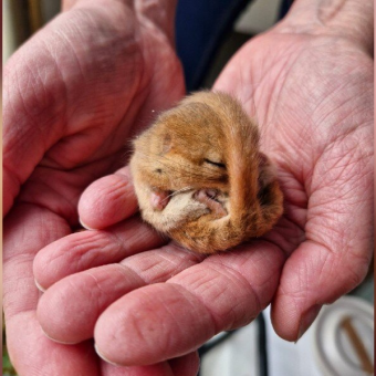 Tiny Rescued Dormouse Sleeps for 102 Days Before Finally Waking Up