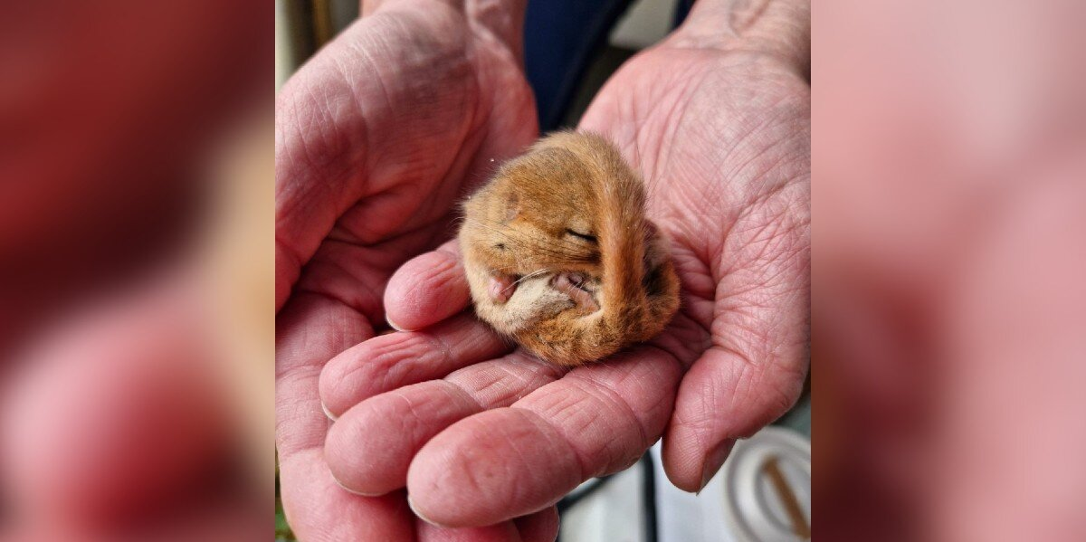 Tiny Rescued Dormouse Sleeps for 102 Days Before Finally Waking Up