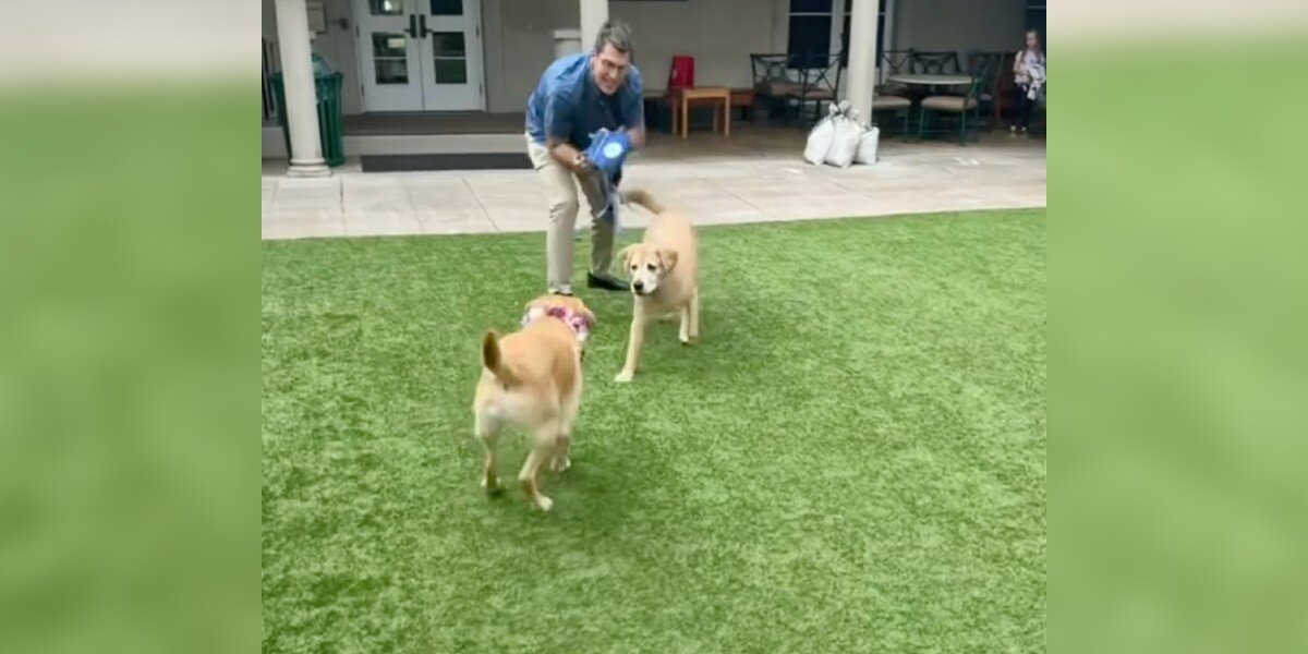 Guide Dog Reunites With Long-Lost Brother—and Completely Loses His Composure (In the Best Way)