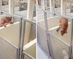Shelter Pittie Leaps Into Neighboring Kennel To Be With Her Best Friend