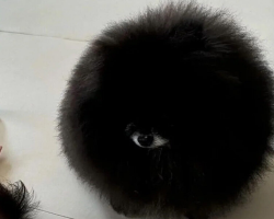 This One-Eyed Orb Isn’t an Alien — She’s a Dog