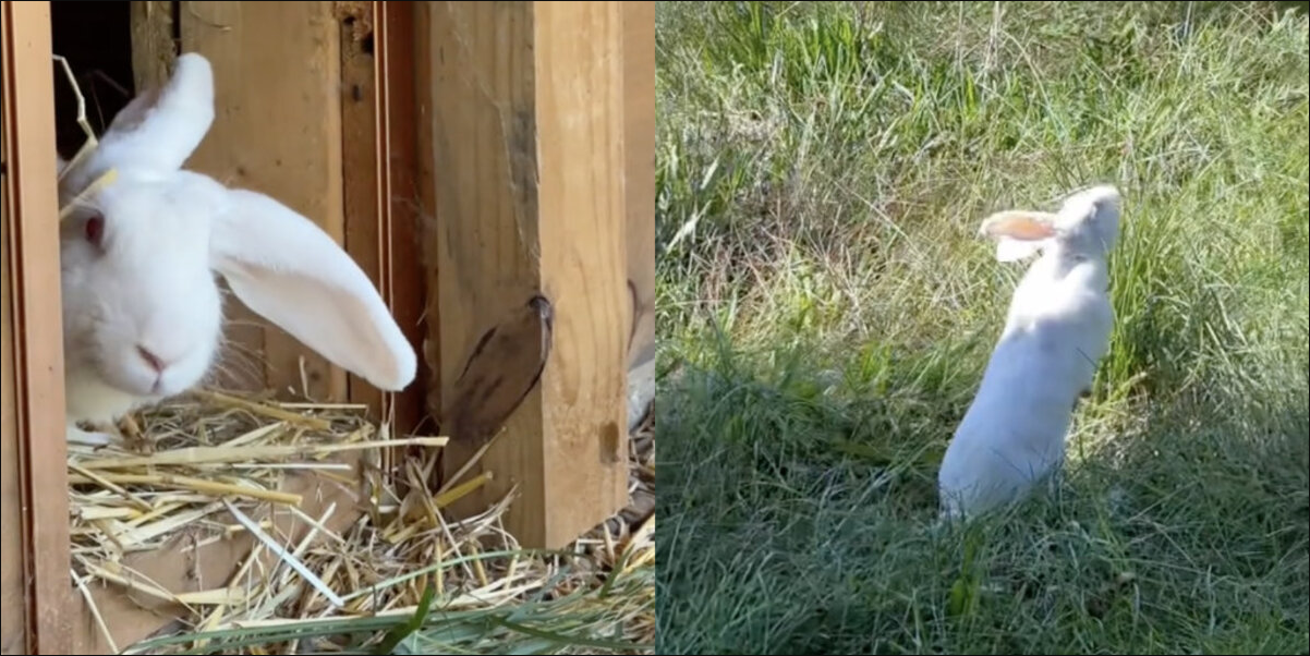 Lab Bunnies Step Outside for the First Time — And Finally Learn What Freedom Feels Like