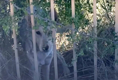 Woman Thinks a Coyote Is Sleeping in Her Yard — Until She Gets a Closer Look