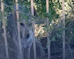 Woman Thinks a Coyote Is Sleeping in Her Yard — Until She Gets a Closer Look