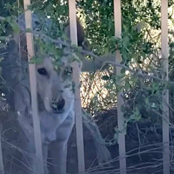 Woman Thinks a Coyote Is Sleeping in Her Yard — Until She Gets a Closer Look