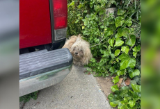 Shaggy Pup Found Shaking After Earthquake Blossoms With Kindness