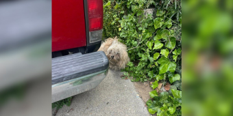 Shaggy Pup Found Shaking After Earthquake Blossoms With Kindness