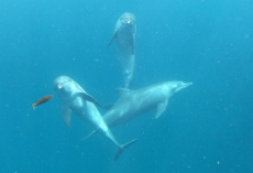 Tears of Joy as Former Circus Dolphins Touch the Ocean for the First Time