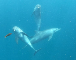 Tears of Joy as Former Circus Dolphins Touch the Ocean for the First Time