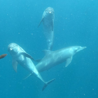 Tears of Joy as Former Circus Dolphins Touch the Ocean for the First Time