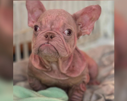 Tiny Pink Puppy Keeps Getting Mistaken for a Human Baby — And He Doesn’t Mind One Bit