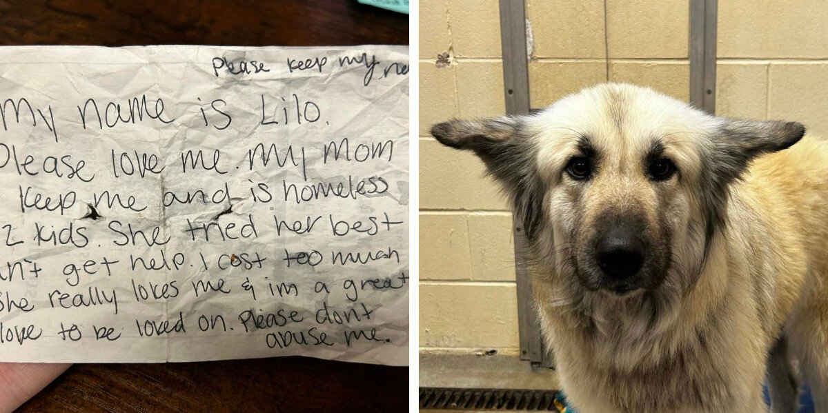 Dog Found Alone With a Heartbreaking Note on Her Collar Sparks Compassion Across Community